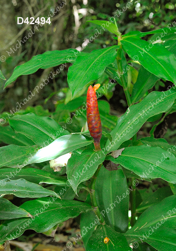 Spiral Ginger (Costus scaber)